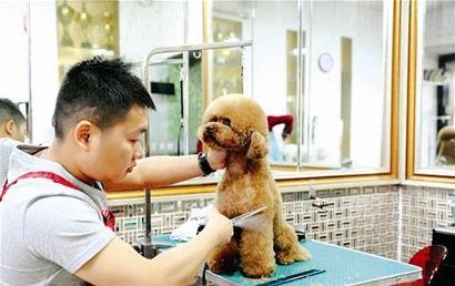 武汉高级宠物美容师给狗打扮 一次可入账千元