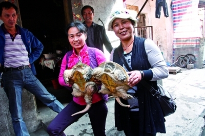 武汉市民江边游泳捡鳄龟夫妻 专家称是生态杀