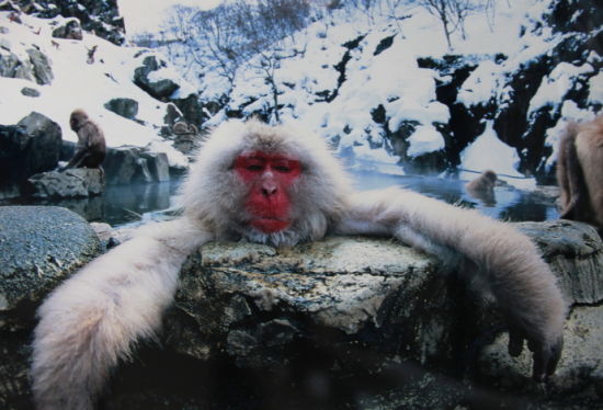 猴子也会泡温泉+日本红屁股红脸雪猴