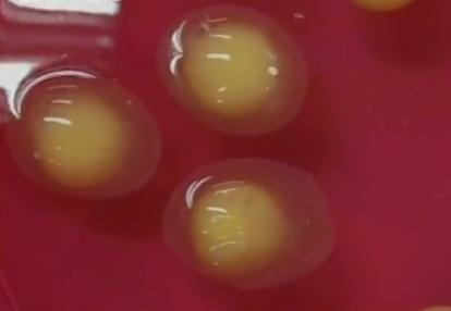 视频:大学师生揭秘人造鸡蛋制作过程