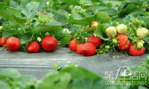 初春踏青好去处 武汉周边农家乐草莓园大盘点
