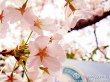 @springgreen17：赏樱花 体验校园生活