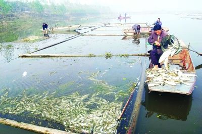 武汉餐馆野生鱼九成是网箱养殖
