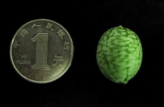 图文:奇异水果类似微型西瓜 比一元硬币还小