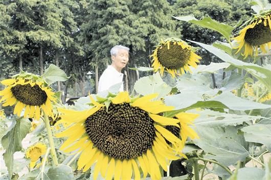 武汉植物园向日葵成熟 游客可免费采摘葵花籽