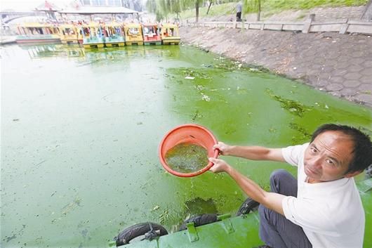 随州白云湖部分湖面被蓝藻水华污染 市民忧水
