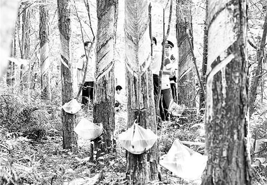 武汉蔡甸梯子山千棵松树被割脂 一年三四次(图