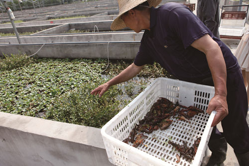 中国龙虾从潜江起步湖北小龙虾产量全国第一