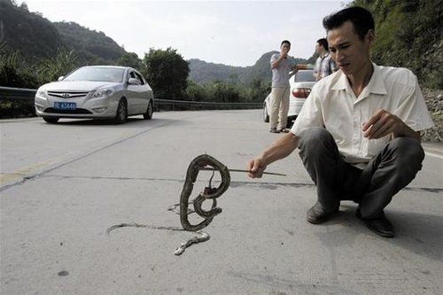 宜昌乡村公路现40多条死蛇 或是蛇群在寻水