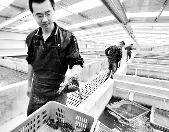 江夏建成华中最大澳洲龙虾养殖基地 年产值上