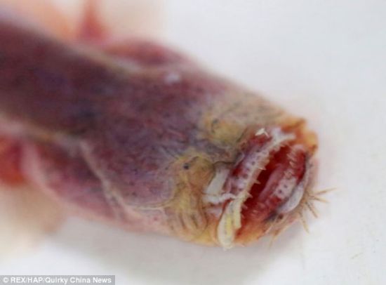 太湖发现罕见紫鳗虾虎鱼:形似科幻异形生物(图