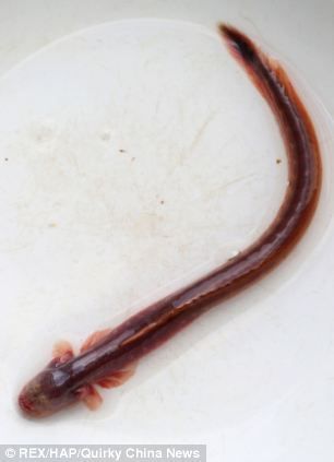 紫鳗虾虎鱼貌似异形幼体最长30厘米(图)