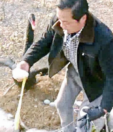 武汉男子动物园内偷盗天鹅蛋 被骂癞蛤蟆(图)