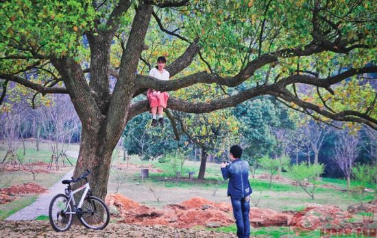 黄石美女爬上3米高百年古树 摆各种姿势拍照