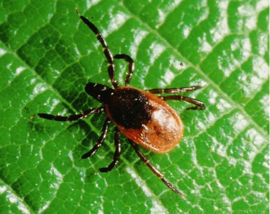蜱虫咬人可引发144种疾病 严重可致命