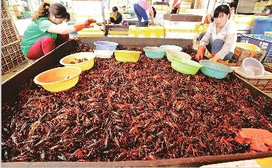 图为:白沙洲农副产品大市场虾贩在分拣小龙虾