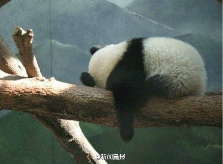 广场舞大妈攻克动物园 跳得大熊猫心律不齐(组