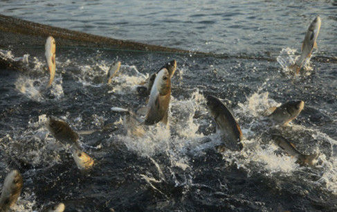 丹江口300万斤优质鲜鱼盼销路