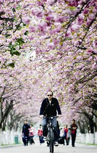 图为:骑行在樱花大道上的四中外教