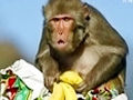 猴子再次收到香蕉做礼物 表情当场崩溃