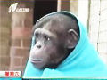黑猩猩裹毛毯御寒