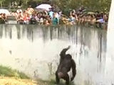实拍黑猩猩被投食游客惹恼扔石头还击
