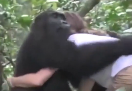 英女子与大猩猩分别12年后重逢 深情相拥