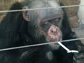 实拍动物园大猩猩抽烟 自己点烟吞吐烟雾
