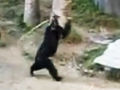 黑猩猩持棍斗殴