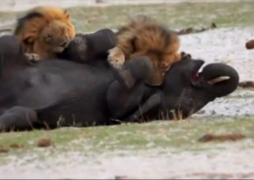 实拍狮群合作猎杀小非洲象 死咬不松口