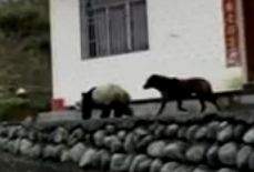 实拍野生大熊猫下山进村 和大黑狗散步