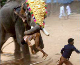 实拍大象表演中忽然发狂 直接铲死驯兽师
